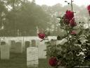 Roses in Cemetery